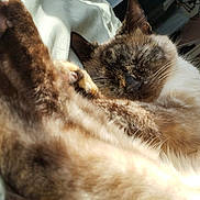 Shana Garcia is registered to the contest to win money with this photo: cat, sleeping, fur, sunlight, cozy, indoor, resting, pet, animal, closeup, whiskers, relaxation, nap, soft, comfort, home, feline, warm, curled_up, peaceful