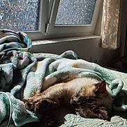 Pipa a rejoint le concours — aidez-le/la à gagner de superbes lots ! animal, bed, blanket, cat, comfort, cozy, curtain, daylight, feline, frosted_glass, fur, home, indoor, pet, relaxation, resting, sleeping, soft, sunlight, window