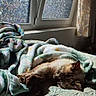 animal, bed, blanket, cat, comfort, cozy, curtain, daylight, feline, frosted_glass, fur, home, indoor, pet, relaxation, resting, sleeping, soft, sunlight, window