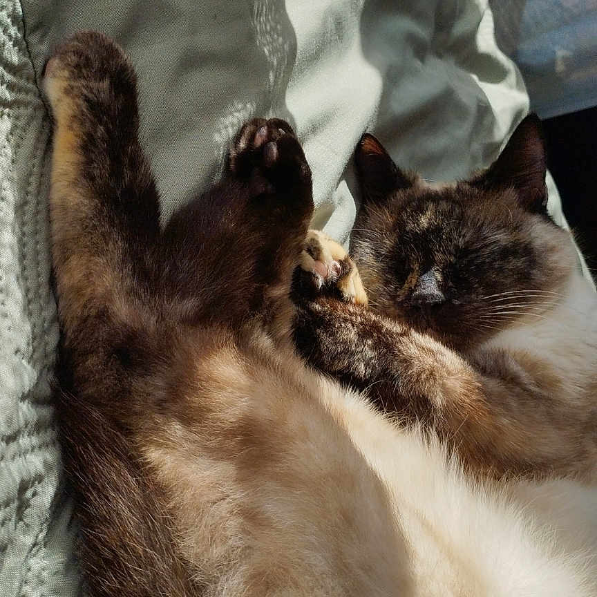 Pipa