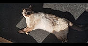 Pipa participe au concours pour gagner de l'argent avec cette photo : cat, siamese_cat, indoor, sunlight, carpet, stretching, relaxed, pet, feline, fur, shadow, home, animal, mammal, resting, cute, cozy, domestic_cat, laying, whiskers