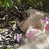 cat, flower_petals, twigs, rocks, leaves, sunlight, shadow, outdoor, nature, garden, fur, animal, resting, closeup, ground, pink, brown, green, peaceful, hidden