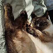 Pipaa a rejoint le concours — aidez-le/la à gagner de superbes lots ! cat, siamese_cat, sleeping, relaxing, sunlight, blanket, fur, pet, cozy, indoor, resting, paw, cute, animal, mammal, whiskers, soft, warm, comfort, peaceful