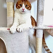 Doudouchou a rejoint le concours — aidez-le/la à gagner de superbes lots ! cat, cat_tree, orange_and_white_cat, indoor, pet, feline, fur, curious, looking, animal, whiskers, ears, paws, tail, vertical, soft_texture, home, domestic, mammal, playful