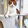 cat, cat_tree, orange_and_white_cat, indoor, pet, feline, fur, curious, looking, animal, whiskers, ears, paws, tail, vertical, soft_texture, home, domestic, mammal, playful