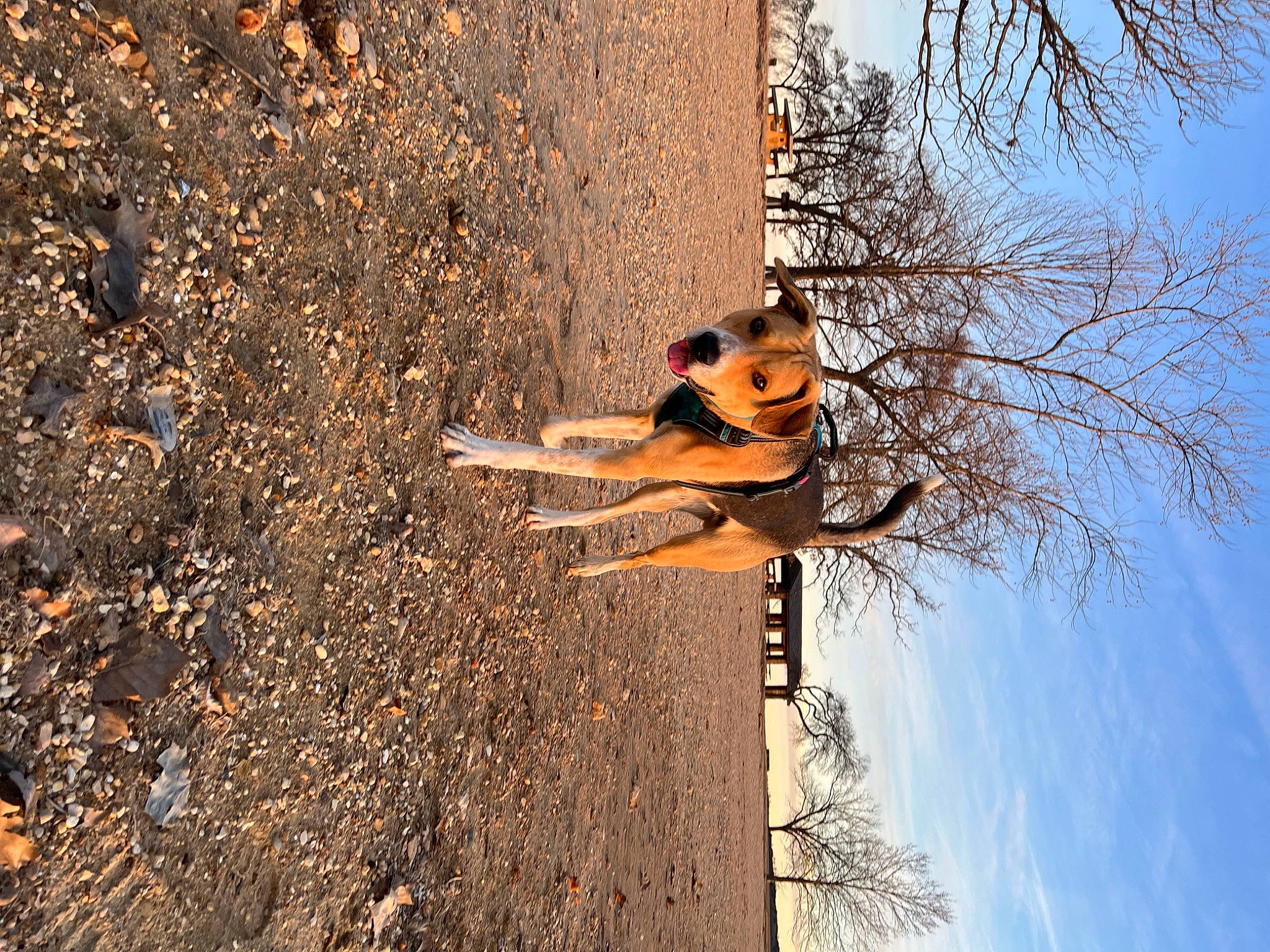 Cujo joined the competition — help win amazing prizes! branch, carnivore, fawn, heat, house, landscape, people_in_nature, plant, shadow, sky, soil, street_light, sunglasses, tail, tints_and_shades, tree, trunk, twig, window, wood