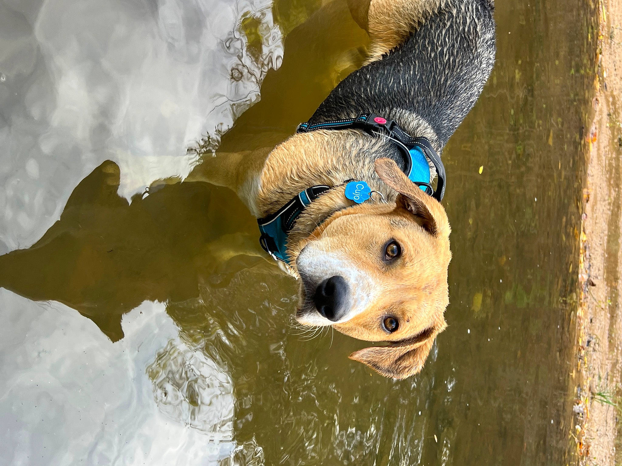 Cujo is registered to the contest to win money with this photo: ball, carnivore, collar, companion_dog, dog, dog_breed, dog_collar, dog_supply, fawn, freezing, hat, leash, pack_animal, personal_protective_equipment, recreation, retriever, snout, sporting_group, water, working_animal