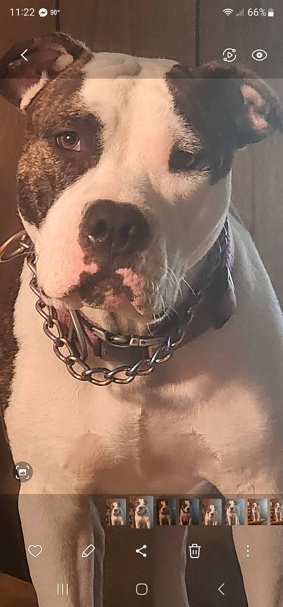 Kona Kai is registered to the contest to win money with this photo: canidae, carnivore, collar, companion_dog, dog, dog_breed, dog_collar, fawn, fur, molosser, non_sporting_group, pet_supply, photography, snout, sporting_group, terrestrial_animal, watch, whiskers, working_animal, working_dog