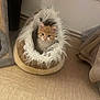 animal, cat, cozy, curious, cute, domestic_cat, floor, fluffy, fur, furniture, home, indoor, kitten, looking, orange_cat, pet_bed, resting, small_animal, white_cat, young_cat