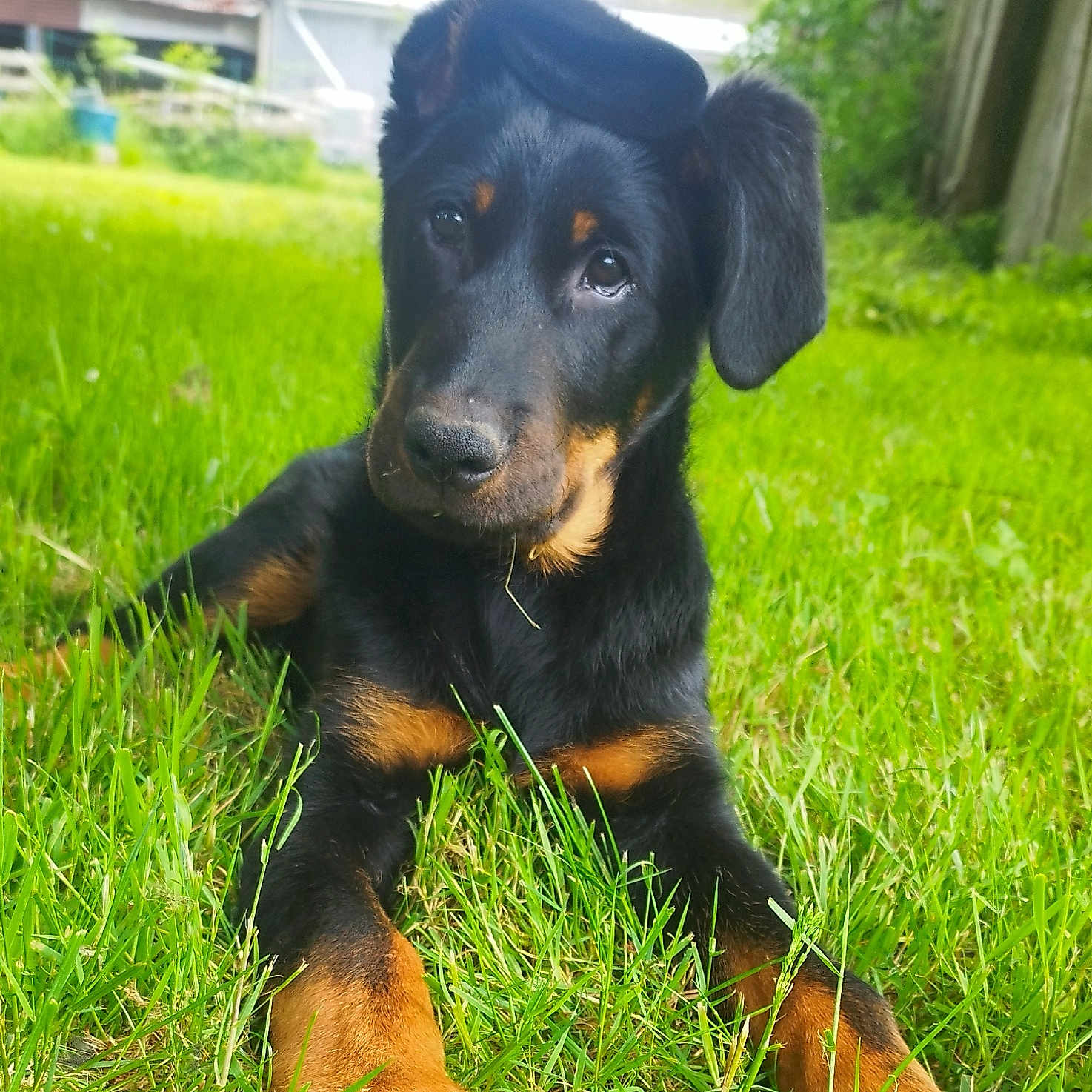 Arrow a rejoint le concours — aidez-le/la à gagner de superbes lots ! animal, architecture, backyard, building, canine, dog, field, grass, grassland, green, hound, lawn, nature, outdoors, pet, plant, puppy, shelter, vegetation, yard