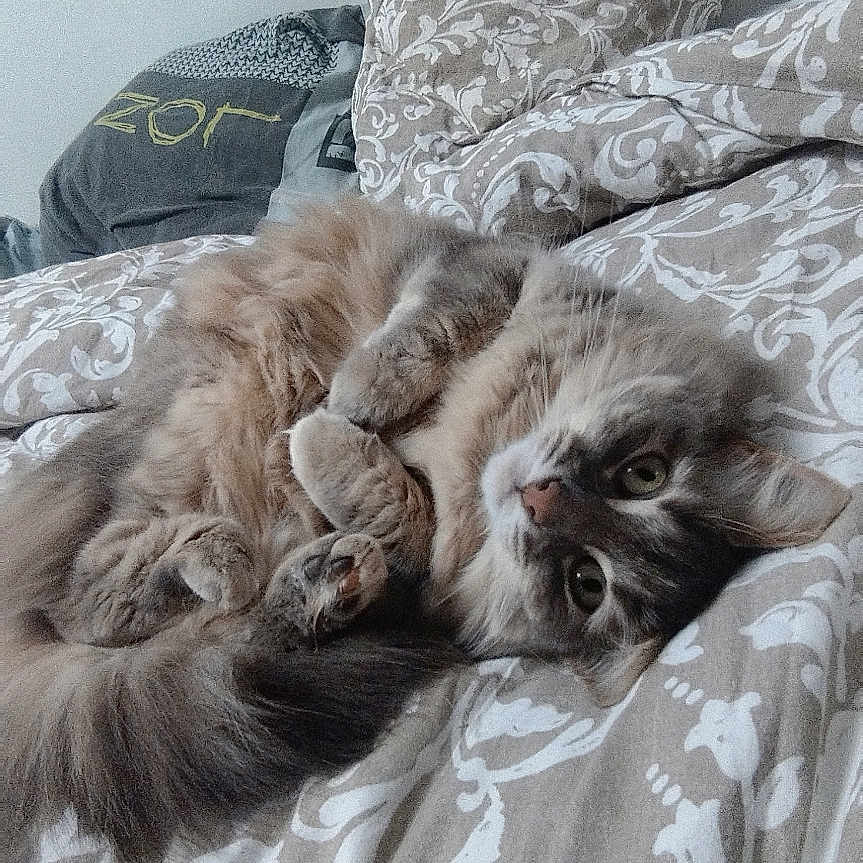 Bella participe au concours pour gagner de l'argent avec cette photo : abyssinian, animal, bed, bedroom, blanket, cat, couch, cushion, furniture, homedecor, indoors, kitten, linen, manx, person, pet, quilt, room, siamese, sleeping