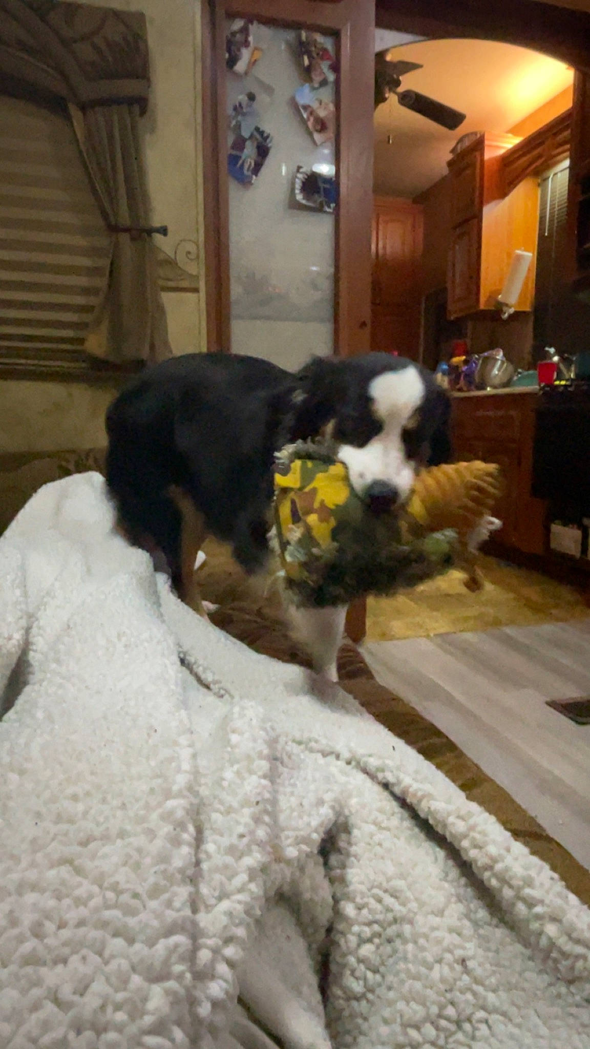 River joined the competition — help win amazing prizes! canidae, carnivore, chair, comfort, companion_dog, dog, dog_breed, door, fur, gun_dog, non_sporting_group, picture_frame, room, snout, sporting_group, tail, terrestrial_animal, toy, water_dog, working_animal