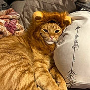 Pete Pete is registered to the contest to win money with this photo: cat, ginger_cat, pet, lion_costume, costume, pillow, blanket, indoor, whiskers, fur, close_up, cute, lounging, cozy, bedroom, bedding, domestic_animal, portrait, resting, looking_at_camera