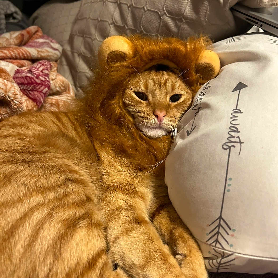 Pete Pete is registered to the contest to win money with this photo: bedding, bedroom, blanket, cat, close_up, costume, cozy, cute, domestic_animal, fur, ginger_cat, indoor, lion_costume, looking_at_camera, lounging, pet, pillow, portrait, resting, whiskers