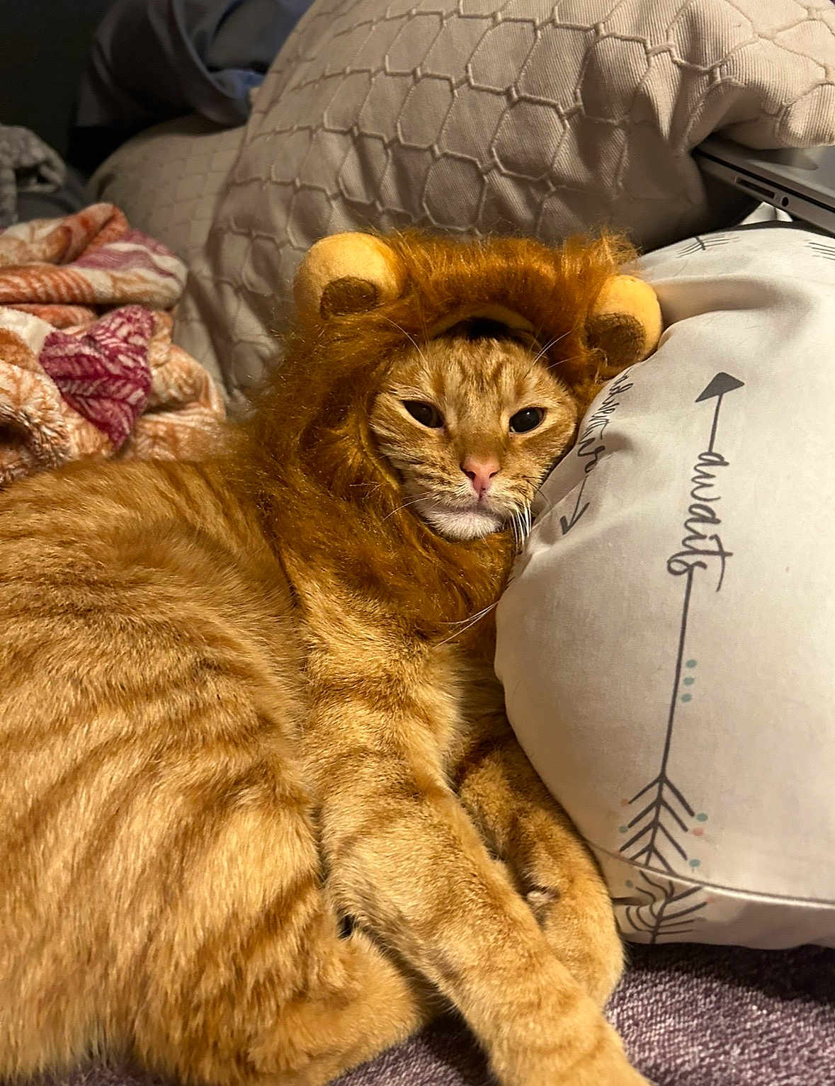 Pete Pete is registered to the contest to win money with this photo: cat, ginger_cat, pet, lion_costume, costume, pillow, blanket, indoor, whiskers, fur, close_up, cute, lounging, cozy, bedroom, bedding, domestic_animal, portrait, resting, looking_at_camera