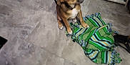 Punky is registered to the contest to win money with this photo: dog, brown_dog, black_dog, blanket, striped_blanket, indoor, floor, vinyl_flooring, shelf, laundry, washing_machine, pet, sitting, looking_up, motion_blur, blurred, paw, household, tile_pattern, playtime