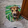 Punky is registered to the contest to win money with this photo: dog, puppy, blanket, tile_floor, looking_up, eyes, paws, indoor, kitchen, cute, brown_coat, young_dog, pet, sitting, cabinet, front_view, portrait, striped_pattern, fabric, gaze