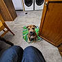 Punky is registered to the contest to win money with this photo: puppy, dog, animal, pet, towel, striped_towel, washer, dryer, laundry_room, tile_floor, wooden_cabinet, chair, sitting, looking_up, brown_fur, paws, human_legs, knees, indoors, home