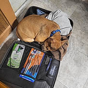 Punky joined the competition — help win amazing prizes! dog, sleeping, open_suitcase, clothes, blue_collar, mesh_pocket, toothbrush_pack, toiletries, tile_floor, indoor, curled_up, brown_dog, cozy, pet, travel, shoe, zipper, luggage, wooden_cabinet, flooring