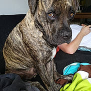 Marvel a rejoint le concours — aidez-le/la à gagner de superbes lots ! alaunt, bandog, bullmastiff, canidae, carnivore, cimarron_uruguayo, dog, dog_breed, fawn, guard_dog, mammal, molosser, non_sporting_group, perro_de_presa_canario, perro_de_presa_mallorquin, rare_breed_dog, snout, sporting_group, treeing_tennessee_brindle, vertebrate