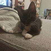 Câline participe au concours pour gagner de l'argent avec cette photo : kitten, cat, black_and_white, couch, blanket, indoor, pet, animal, whiskers, feline, fur, ears, eyes, resting, cozy, living_room, furniture, television, soft_lighting, curious