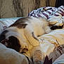 cat, sleeping, bed, bedding, indoor, cozy, feline, resting, skylight, window, home, comfort, fur, animal, pattern, blanket, relaxation, domestic, quiet, nap