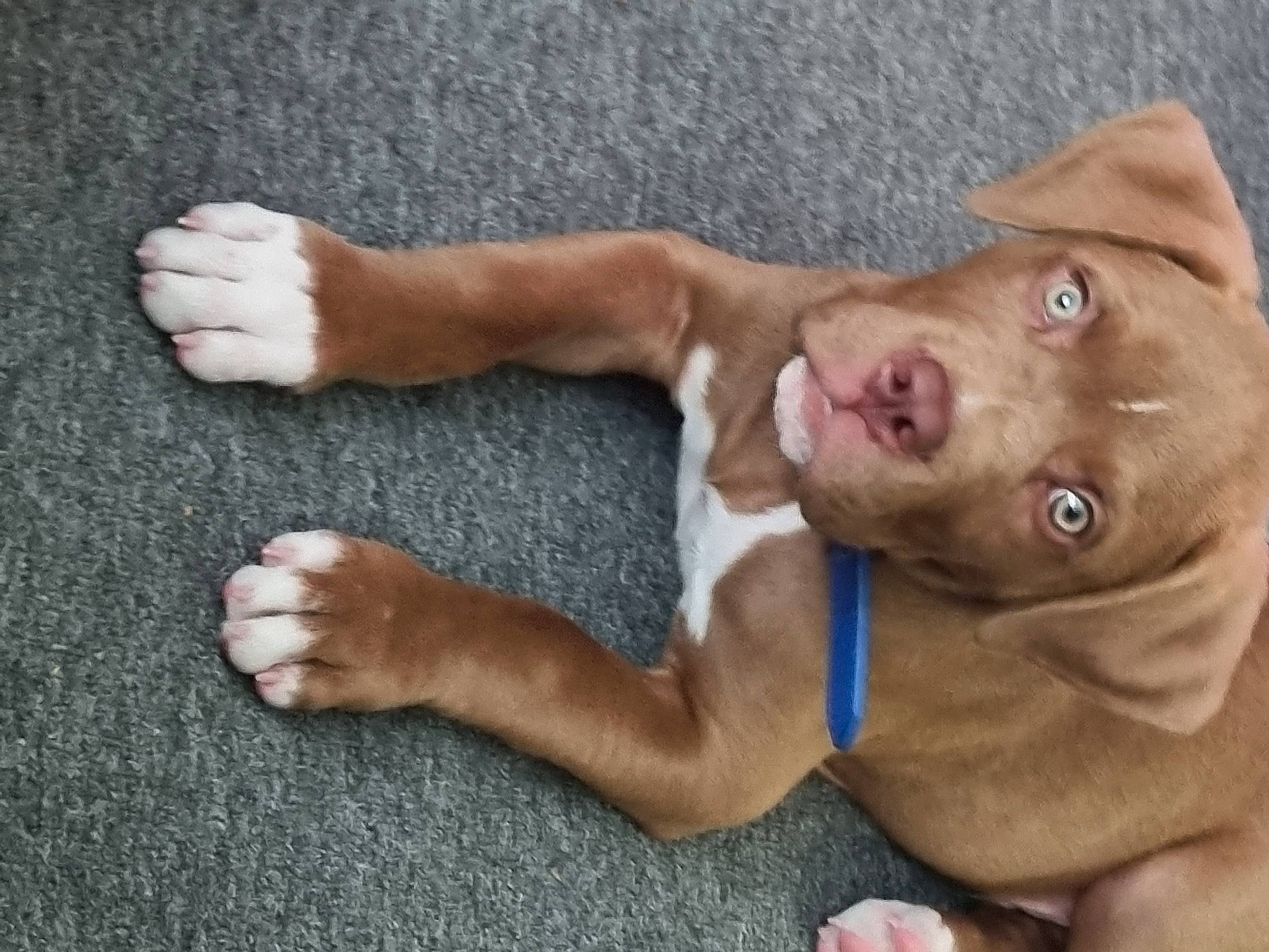 Creme joined the competition — help win amazing prizes! barechested, canidae, carnivore, chest, companion_dog, dog, dog_breed, dog_collar, ear, fawn, foot, fur, gesture, liver, snout, sporting_group, thumb, whiskers, working_animal, wrinkle