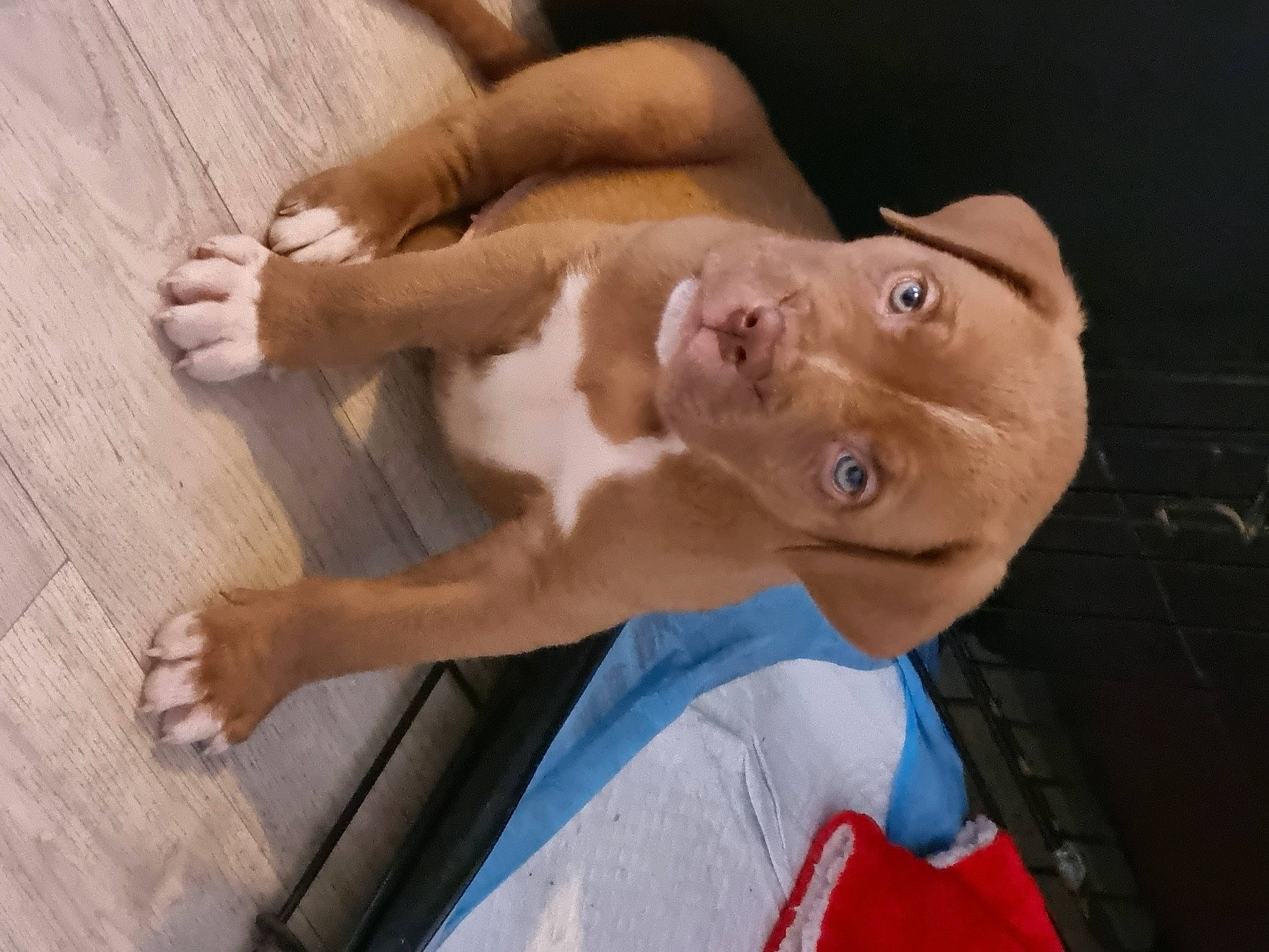 Creme is registered to the contest to win money with this photo: abdomen, barechested, carnivore, chest, comfort, companion_dog, dog, dog_breed, elbow, fawn, finger, gesture, hand, jaw, knee, snout, thigh, thumb, trunk, wood