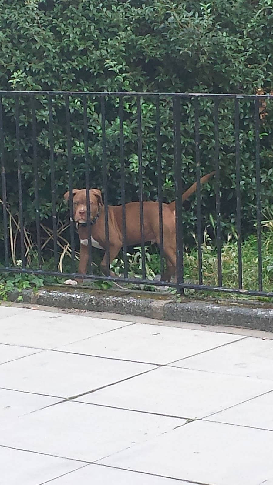 Creme is registered to the contest to win money with this photo: bengal_tiger, big_cats, carnivore, chain_link_fencing, dog_breed, fawn, felidae, fence, grass, home_fencing, mesh, plant, recreation, road_surface, siberian_tiger, snout, terrestrial_animal, tiger, tree, wire_fencing