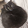 animal, black_cat, cat, comfort, couch, cozy, curled_up, cute, domestic_animal, feline, fluffy_pillow, fur, green_eyes, home, indoor, pet, relaxed, resting, sofa, whiskers