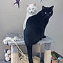 Guyzmo participe au concours pour gagner de l'argent avec cette photo : animal, bird_decals, black_cat, box, cat_tree, cozy, feline, fur, green_eyes, home, indoor, pet, playful, relaxed, rope_toy, scratching_post, sitting, toys, wall_art, white_cat