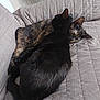 animal, black_cat, cat, closeup, companion, couch, cozy, domestic_animal, furniture, indoor, nap, pet, quiet, relaxation, resting, sleeping, snuggle, soft_texture, tortoiseshell_cat, two_animals