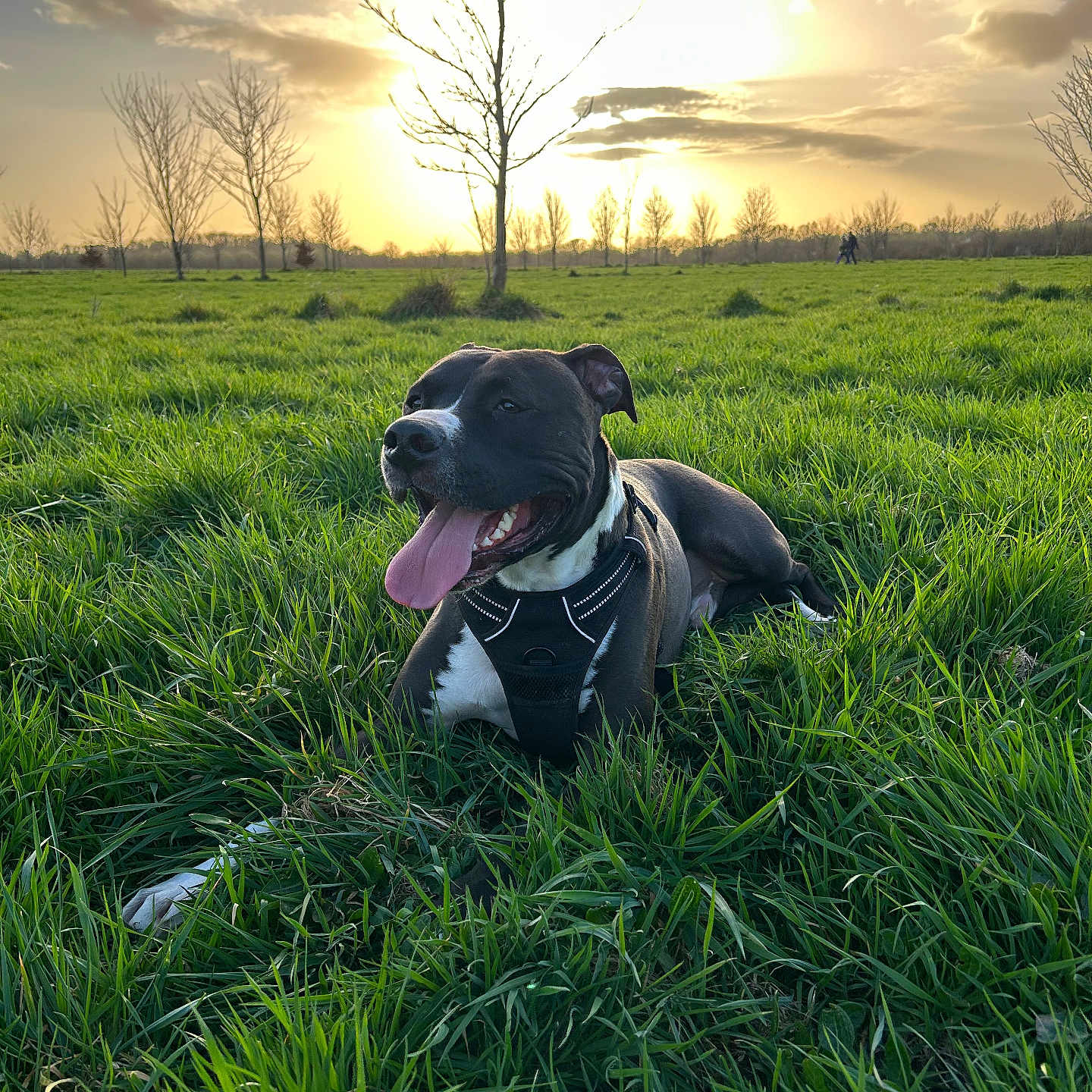 Tango participe au concours pour gagner de l'argent avec cette photo : dog, grass, sunset, outdoor, nature, field, canine, happy, panting, greenery, sky, clouds, trees, animal, pet, landscape, sunlight, leisure, relaxation, daytime