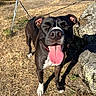 Tango a rejoint le concours — aidez-le/la à gagner de superbes lots ! dog, black_and_white, tongue_out, outdoor, sunny, grass, rock, shadow, pet, animal, playful, leash, canine, happy, smiling, close_up, daylight, nature, mammal, friendly