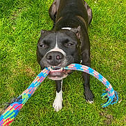 Tango a rejoint le concours — aidez-le/la à gagner de superbes lots ! dog, black_and_white, playing, rope_toy, grass, outdoor, pet, animal, tug_of_war, footwear, sandals, summer, greenery, chewing, close_up, happy, nature, daylight, active, canine