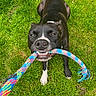 dog, black_and_white, playing, rope_toy, grass, outdoor, pet, animal, tug_of_war, footwear, sandals, summer, greenery, chewing, close_up, happy, nature, daylight, active, canine