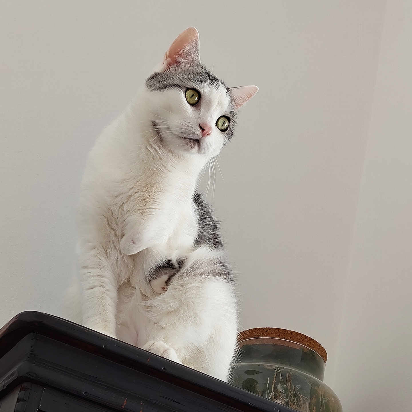 Eleanor joined the competition — help win amazing prizes! abyssinian, angora, animal, cat, cookware, jar, kitten, manx, pet, pot, pottery, shelf, siamese