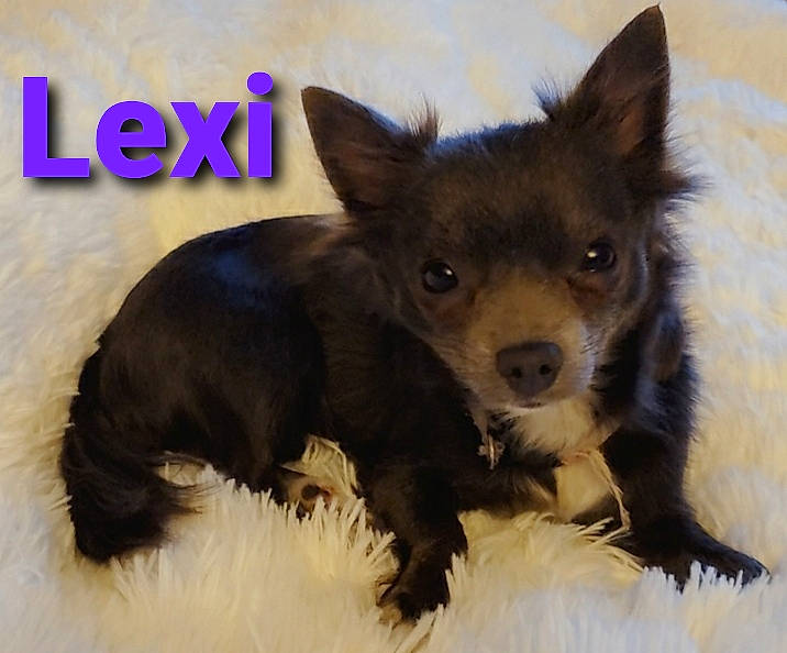 Lexi joined the competition — help win amazing prizes! canidae, carnivore, chihuahua, companion_dog, dog, dog_breed, ear, mammal, puppy, rare_breed_dog, snout, vertebrate