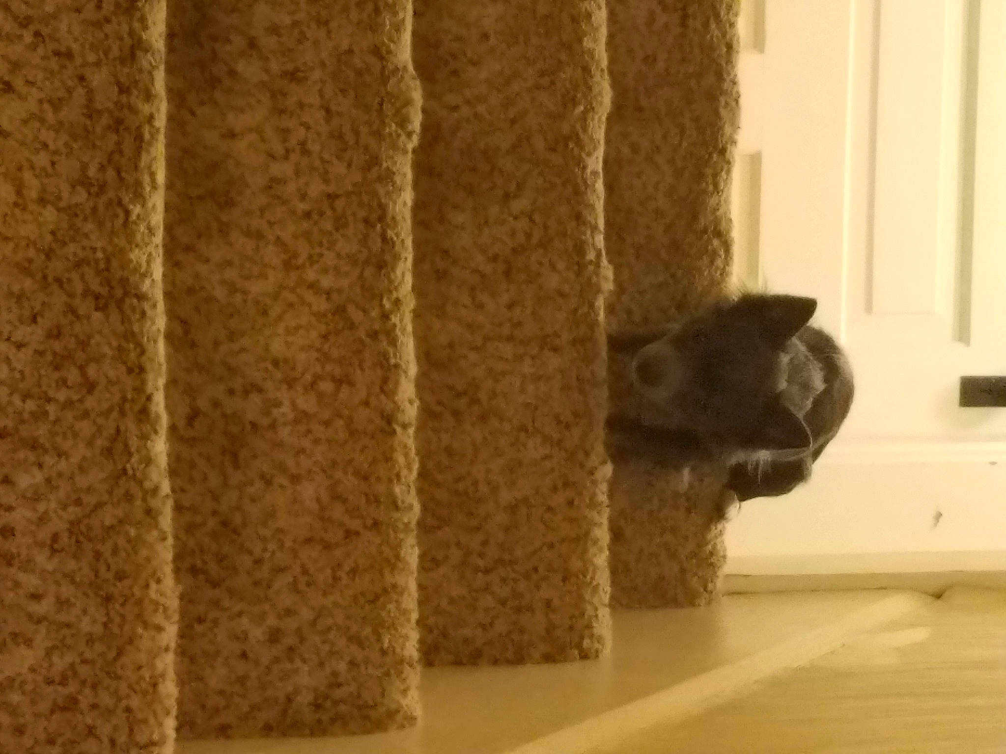 Lexi joined the competition — help win amazing prizes! british_shorthair, cat, cat_furniture, felidae, floor, flooring, fur, hardwood, interior_design, kitten, room, russian_blue, small_to_medium_sized_cats, textile, wood