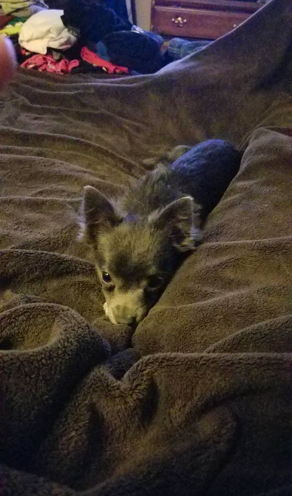 Lexi joined the competition — help win amazing prizes! canidae, carnivore, cat, dog_breed, fur, kitten, wildlife