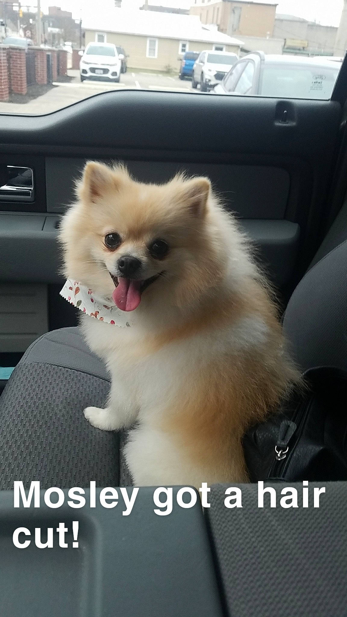 Mosley is registered to the contest to win money with this photo: canidae, carnivore, companion_dog, dog, dog_breed, fawn, german_spitz, german_spitz_klein, german_spitz_mittel, japanese_spitz, mammal, non_sporting_group, photo_caption, pomeranian, puppy, spitz, sporting_group, toy_dog, vertebrate, volpino_italiano