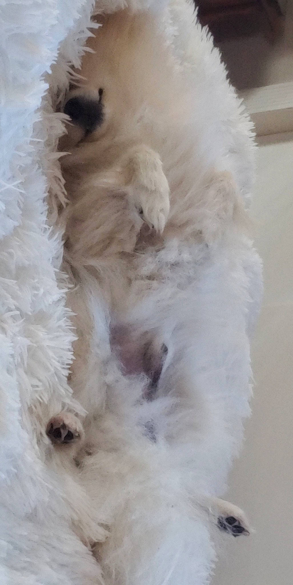 Mosley is registered to the contest to win money with this photo: canidae, carnivore, cat, dog, dog_breed, fawn, fur, puppy