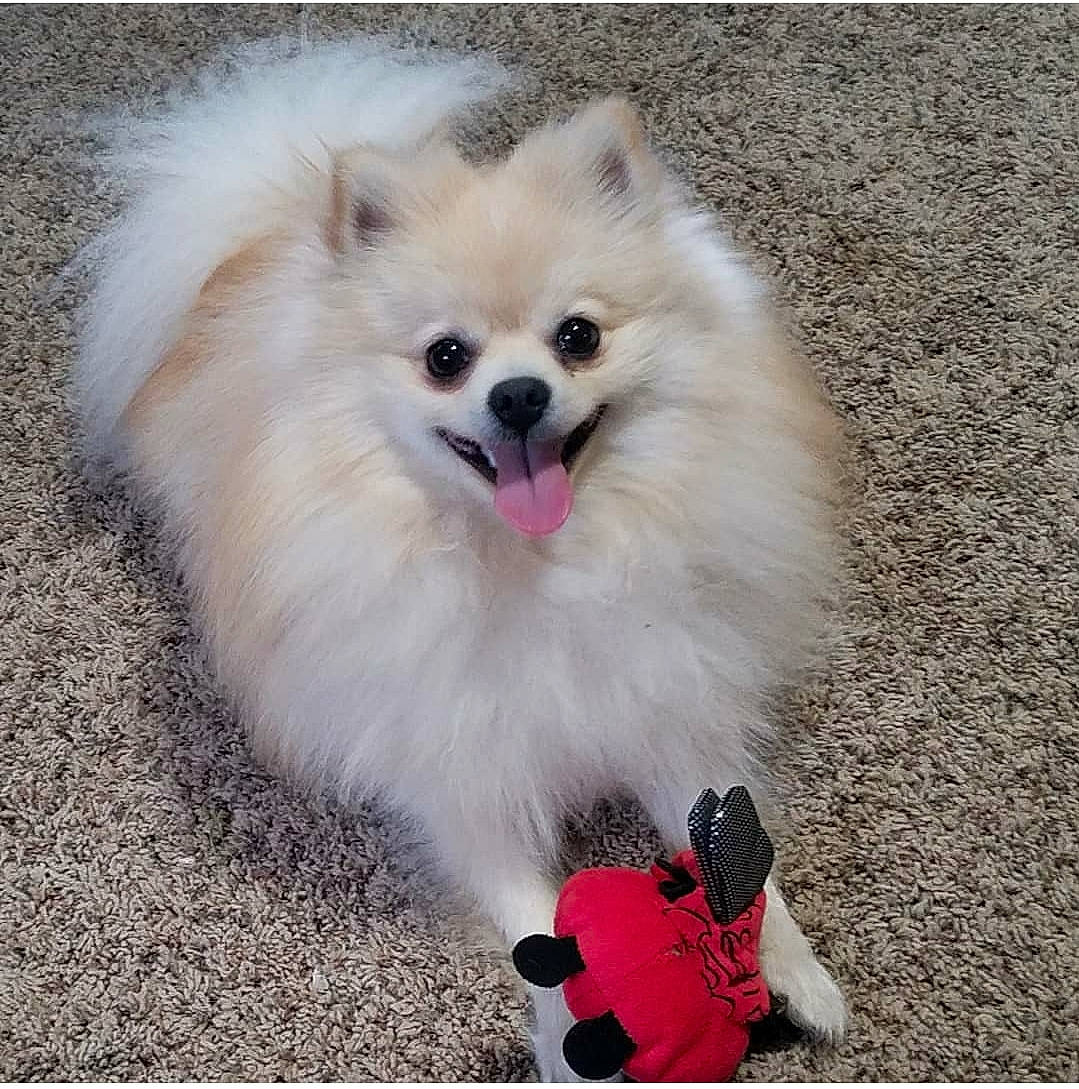 Mosley joined the competition — help win amazing prizes! american_eskimo_dog, canidae, carnivore, companion_dog, dog, dog_breed, german_spitz, german_spitz_klein, german_spitz_mittel, indian_spitz, japanese_spitz, mammal, non_sporting_group, pomeranian, puppy, spitz, toy_dog, vertebrate, volpino_italiano