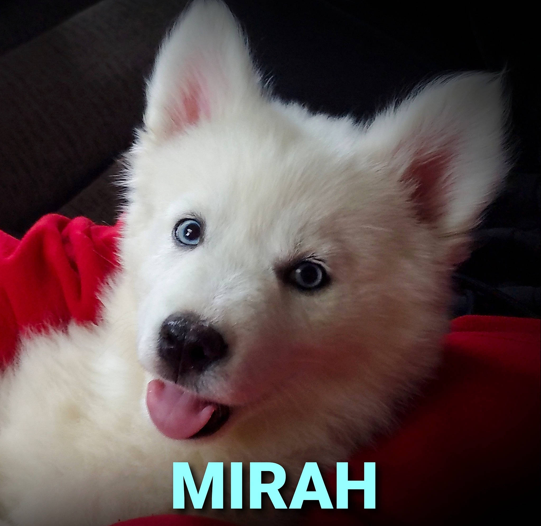 Mirah joined the competition — help win amazing prizes! canidae, carnivore, companion_dog, corgi_chihuahua, dog, dog_breed, dog_supply, ear, fawn, fur, happy, indian_spitz, samoyed, snout, spitz, sporting_group, toy_dog, volpino_italiano, whiskers, working_animal