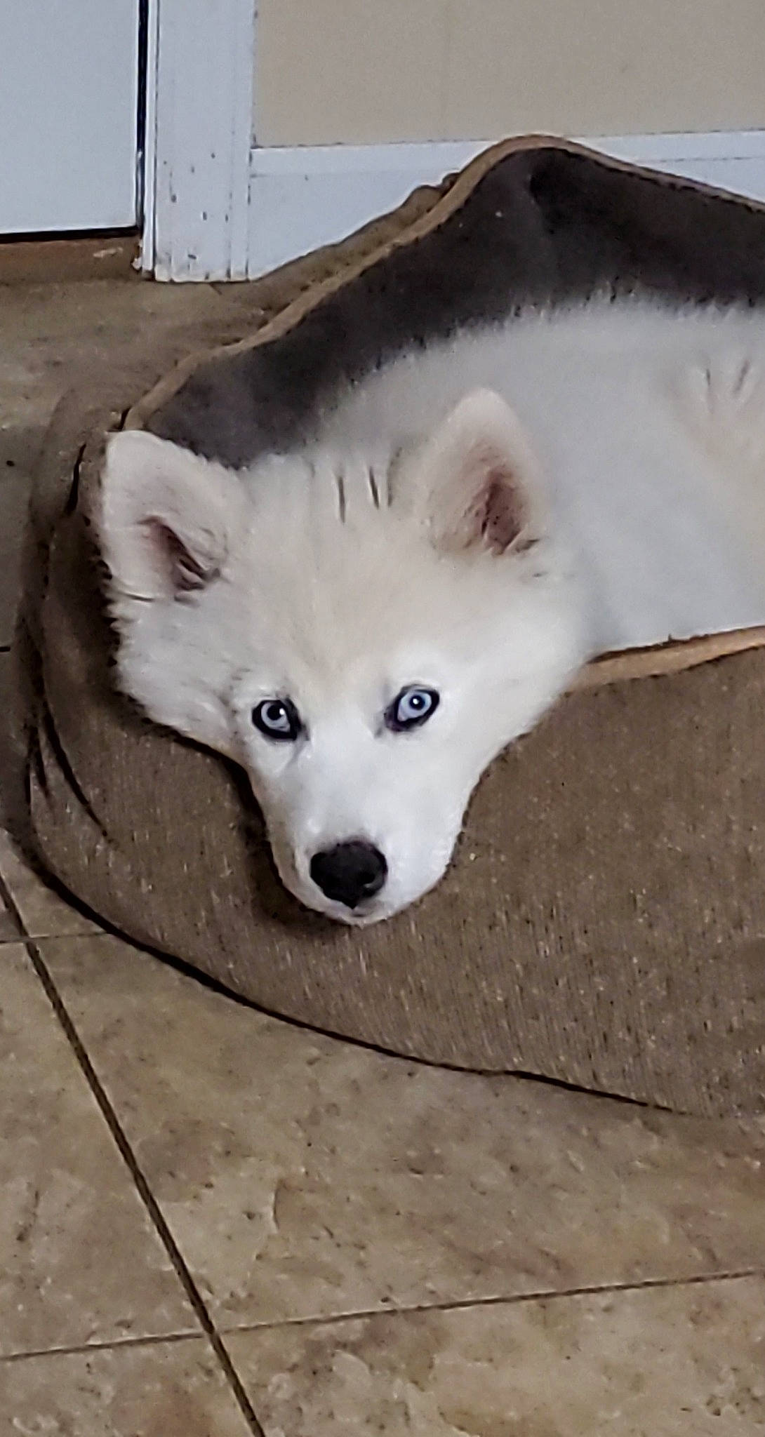 Mirah is registered to the contest to win money with this photo: american_eskimo_dog, ancient_dog_breeds, canadian_eskimo_dog, canidae, canis, carnivore, companion_dog, dog, dog_breed, eyelash, fur, samoyed, sled_dog, spitz, sporting_group, terrestrial_animal, volpino_italiano, whiskers, working_animal, working_dog