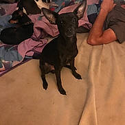 𝓜𝓮𝓪𝓷𝓮𝓼𝓼 is registered to the contest to win money with this photo: dog, bed, blanket, person, indoor, relaxing, animal, furniture, canine, sleeping, resting, black_dog, brown_dog, white_dog, human, carpet, paw, ears, face, fur
