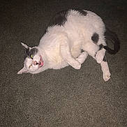 Patchy joined the competition — help win amazing prizes! cat, pet, animal, lying_down, carpet, white, gray, fur, teeth, mouth_open, indoor, cute, funny_face, whiskers, ears, tail, four_legs, domestic_animal, playful, resting