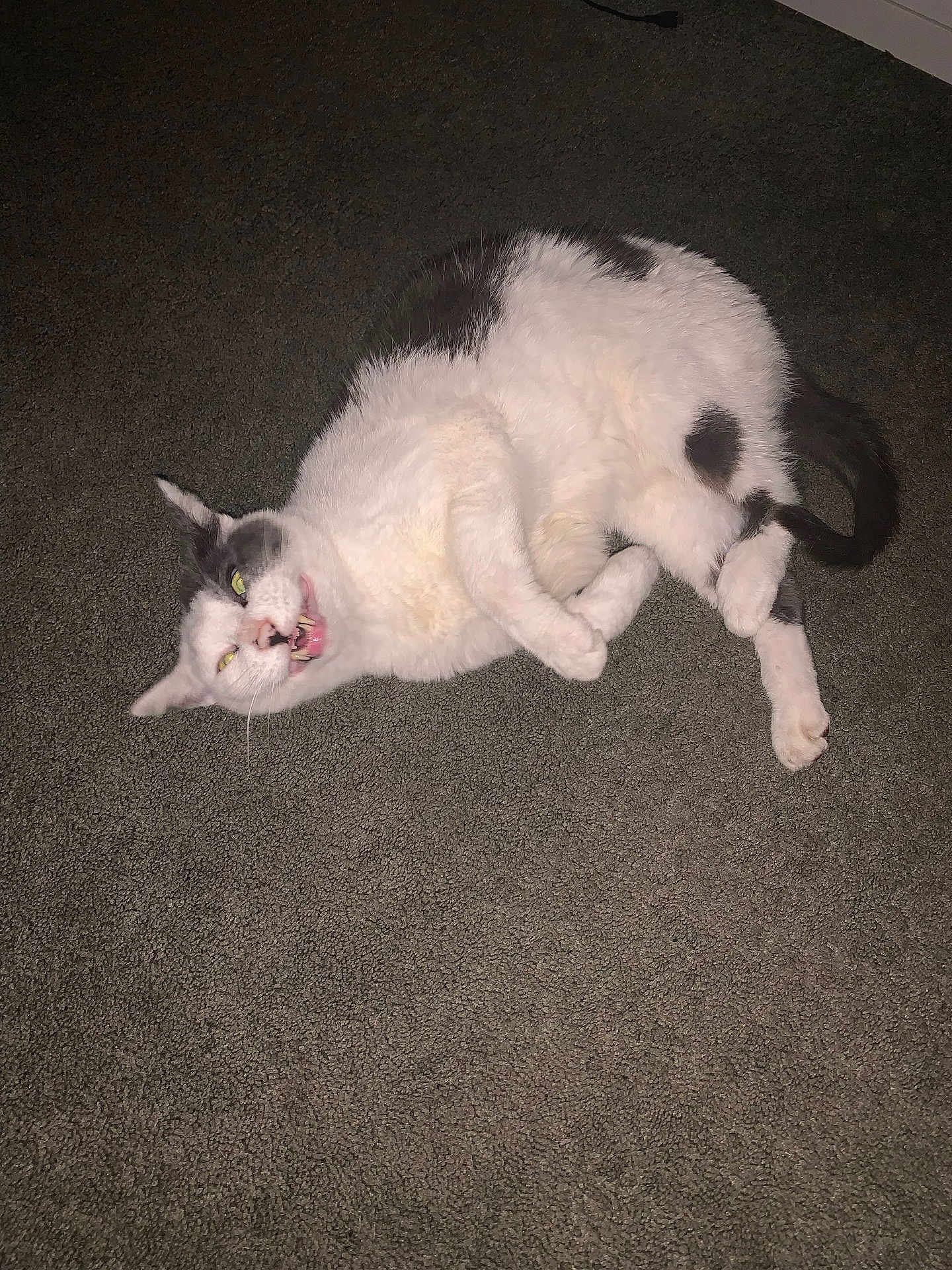 Patchy joined the competition — help win amazing prizes! cat, pet, animal, lying_down, carpet, white, gray, fur, teeth, mouth_open, indoor, cute, funny_face, whiskers, ears, tail, four_legs, domestic_animal, playful, resting