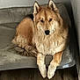 animal, canine, comfort, companion, couch, dog, ears, fluffy, fur, golden_brown, home, indoor, looking, lounge, pet, quiet, relaxed, resting, tail, wooden_floor
