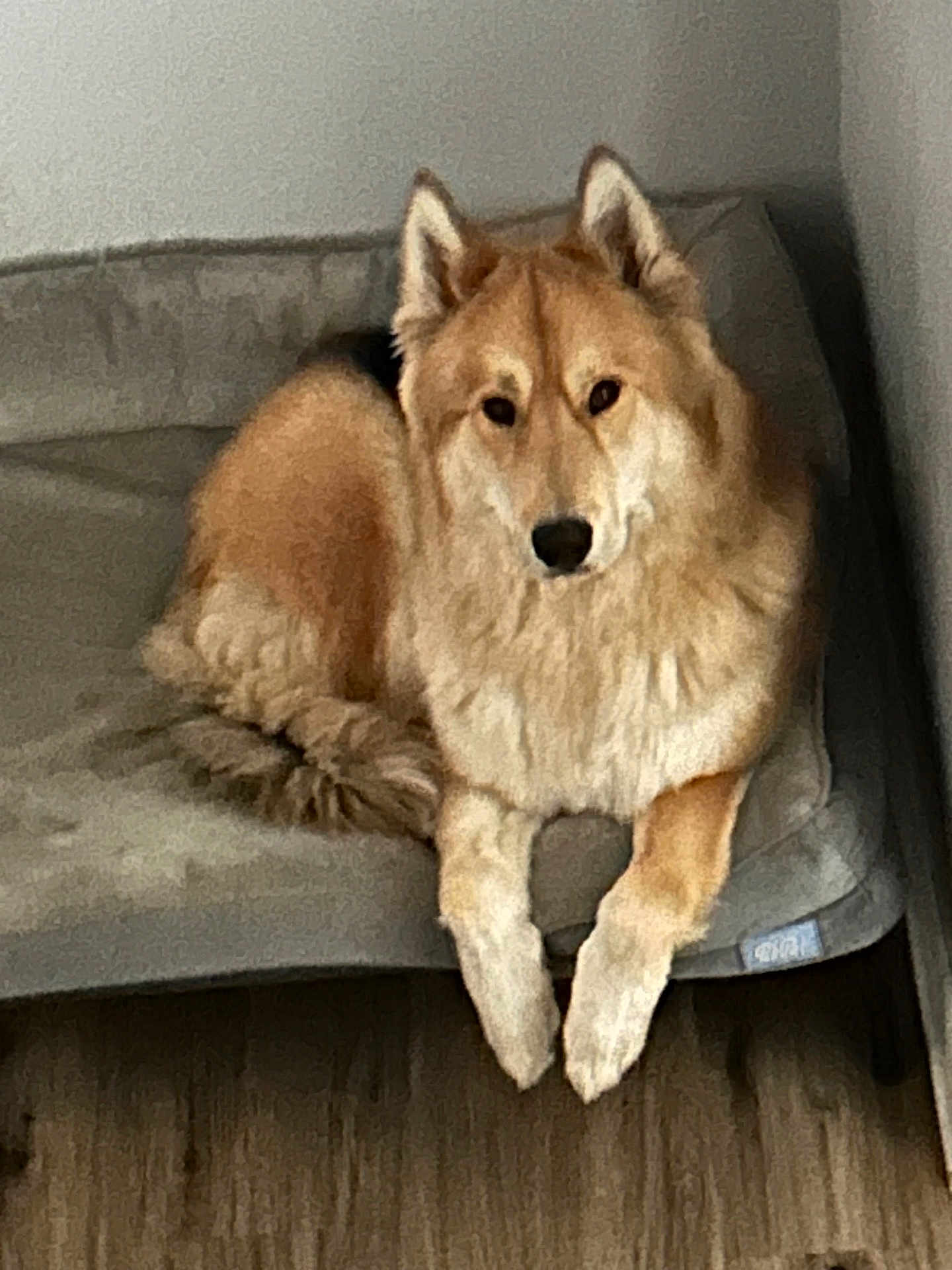 Loki
